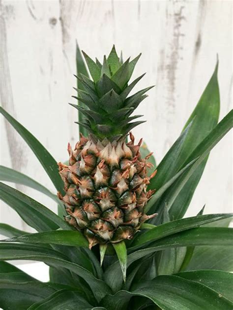 Vivarium Tillandsia Usneoides Hibiscus Growing Pineapple Pots Buy