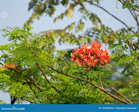 Close Up Bunch Of Delonix Regia Flowers With Green Leaves Isolated On