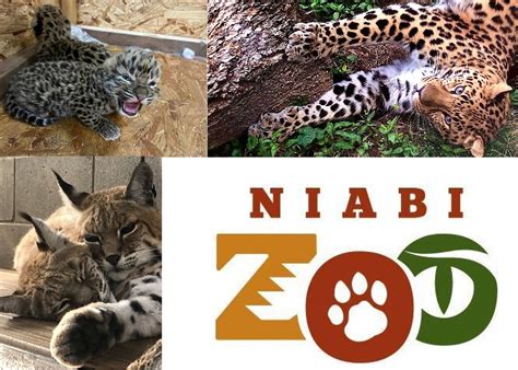 Niabi Zoo Announces Death Of Savanna Beloved African Lion