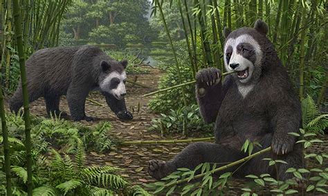 Fossil Discovery Solves Mystery Of How Pandas Became Vegetarian Gulftoday