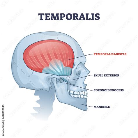Temporalis Muscle In Skull With Anatomical Head Skeleton Outline
