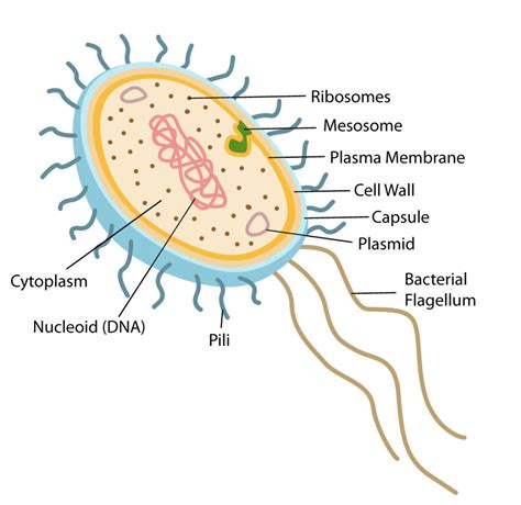 Prokaryotic Cell Structure Characteristics Function