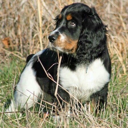 Find puppies in your area and helpful tips and info. Tricolor Springer | English springer spaniel, English ...