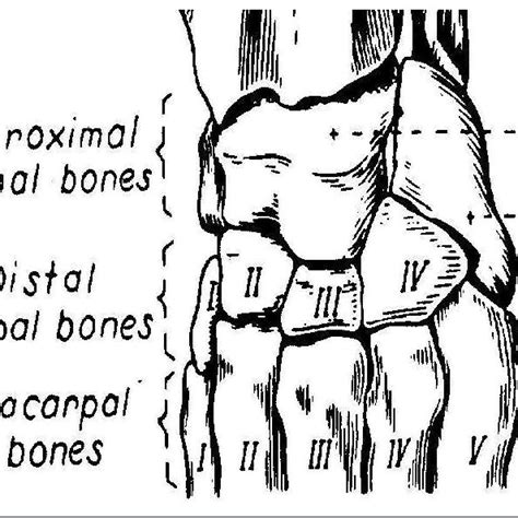 Bones Of The Carpus Metacarpus And Phalanges Of A Dog A Dorsal