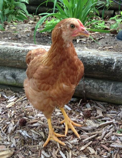 Rhode Island Red Pullet Backyard Chickens Learn How To Raise Chickens