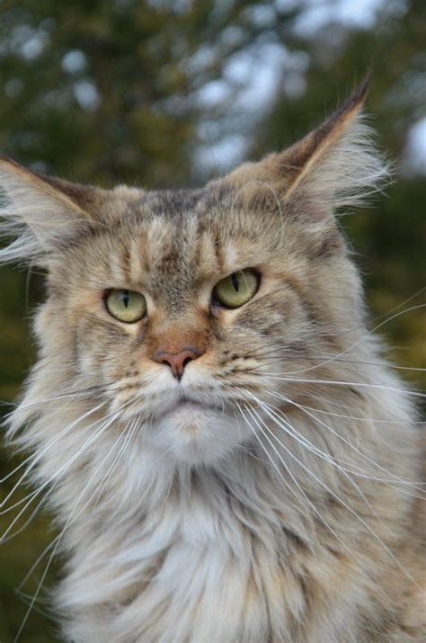 Maybe you would like to learn more about one of these? Pin on mainecoon