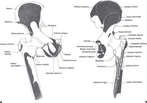The movements that can be carried out at the hip joint are listed below, along with the principle muscles responsible for each action Gross Anatomy of the Hip | Musculoskeletal Key