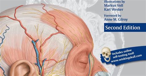 Atlas Of Anatomy Head Neck And Neuroanatomy 2nd Edition Medical