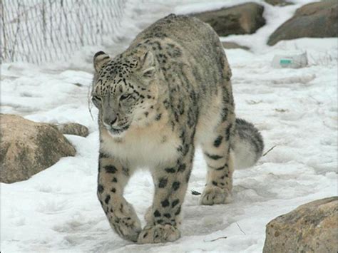 Spreebird Wildlife Snow Leopard State Animal Of Pakistan