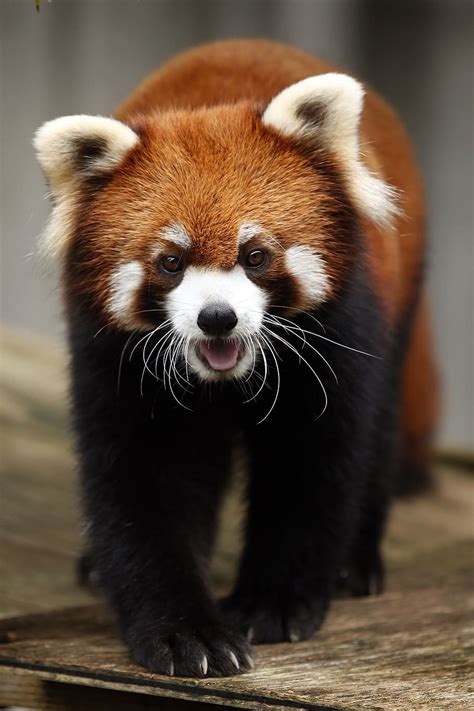 Red Panda Animal Cute Wild Animals Omnivores・herbivores Red