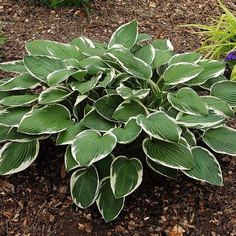 Hosta Francee Buy Plantain Lily At Coolplants