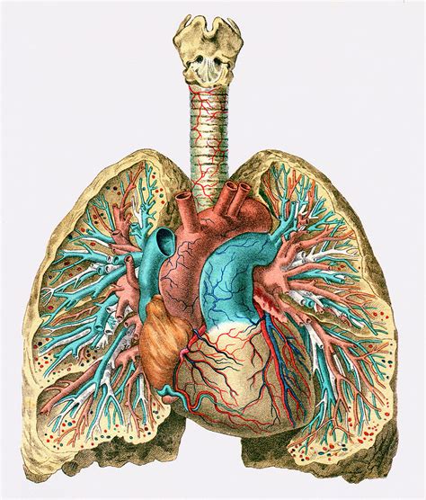 Human Heart And Lungs Photograph By Sheila Terryscience