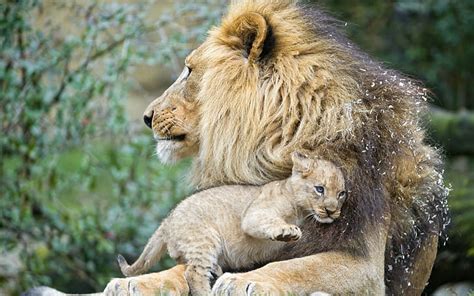 Hd Wallpaper Lion Lioness Love Couple Lion And Cub Wallpaper Flare