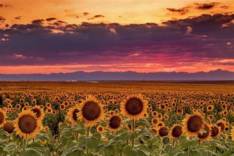 Beautiful Colorado Sunset Over Sunflower Fields Photograph By Teri