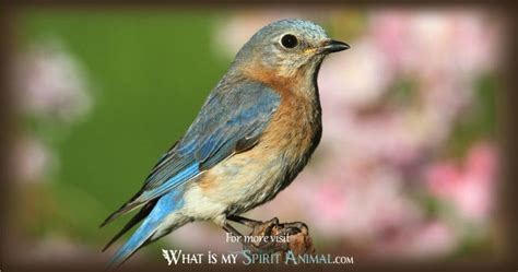 Bluebird Symbolism And Meaning Bluebird Spirit Totem And Power Animal