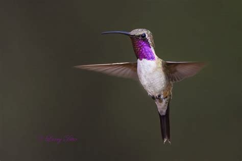 Larry Ditto Nature Photography Newsletter