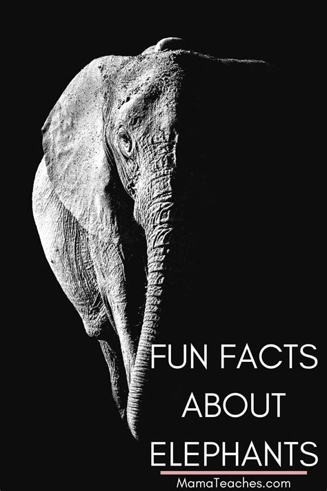 Fun Facts About Elephants For Kids Mama Teaches