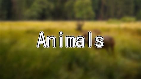 Japanese Animal Names - Learn How to Pronounce Them - YouTube