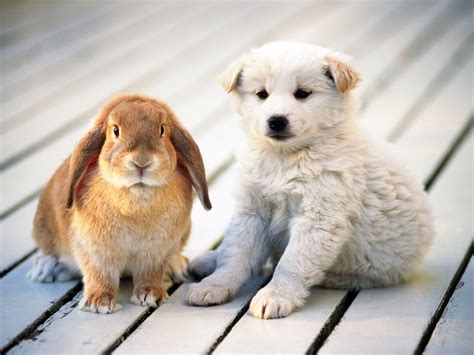 Bunny And Puppy Outdoor Fun Bunny And Puppy Friends Cute Animals
