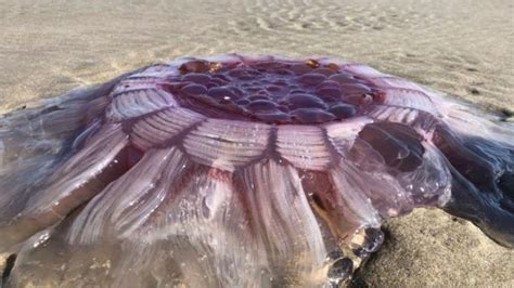 Mysterious Sea Creatures Washed Up In 2018 From Shaggy Haired