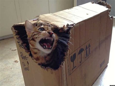 20 Funny Pictures Of Box Loving Cats