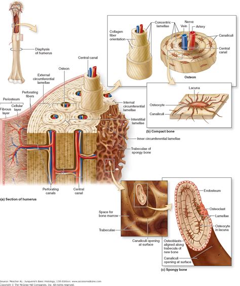 Bone Diagram Of Compact And Spongy Bones Basic Anatomy And