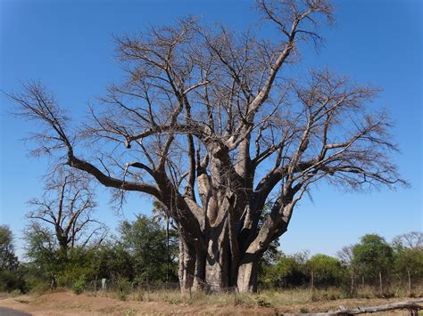 Plant Life: Baobab Trees (Adansonia) | Red Hawk Adventures Blog