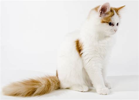 Turkish Van Cat A Complete Guide To An Amazing Breed