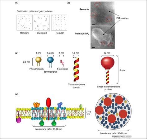 While not as thick or sturdy as the cell wall found in. Membrane rafts in plant cells: Trends in Plant Science