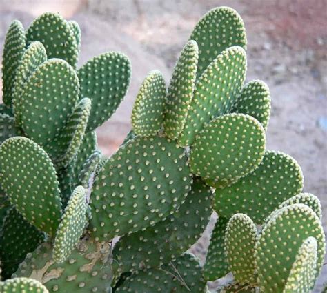 21 Types Of Cactus Plants With Pictures Yard Surfer