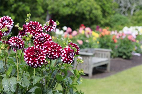 Maybe you would like to learn more about one of these? Dahlia Garden - Collections - MCBG Inc. 2018 | Fort Bragg ...