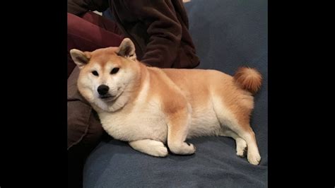 Find the newest fat doggo meme. SHIBES RULE | 2048