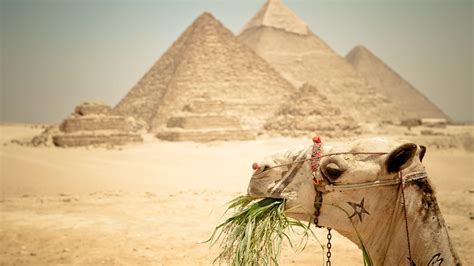 4k Camel Wallpapers High Quality Download Free