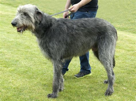 Irish Wolfhound Dog Breed Bio From Alldogboots