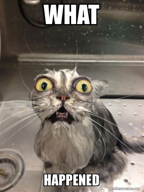 What Happened Cat Bath Meme Generator