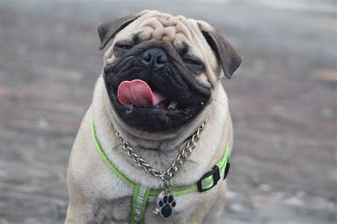 The post pug vs french bulldog: Pug vs Bulldog - Which Dog is Best for You? - BarkBlaster