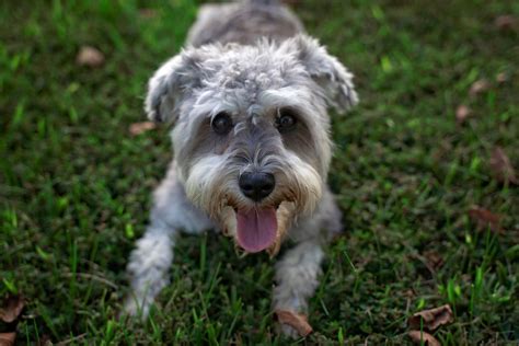 Orphaned dogs and others that may have some behavioral issues may take a longer time to wean so be wary of this. Snorkie (Miniature Schnauzer & Yorkshire Terrier Mix) Info ...