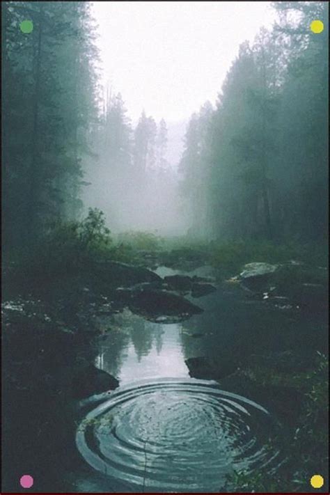 Amazing collection of best forest hd background wallpaper images for desktop, laptop, android phone, apple iphone, tablet and other devices. Misty... | Forest scenery, Nature aesthetic