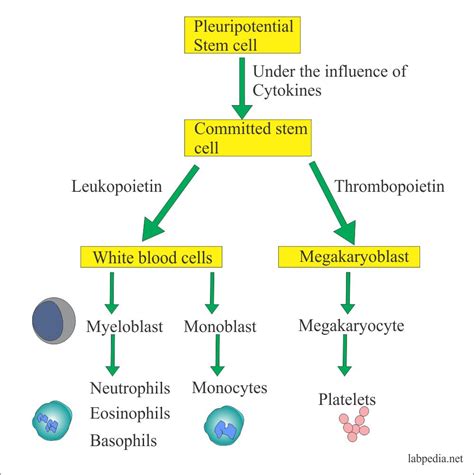 For more information on wbc count and its abnormalities, see hematological parameters in laboratory. White blood cell - Part 1 - Total Leukocytes Count ...