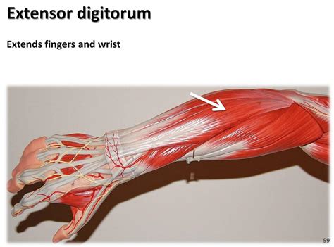397 x 283 jpeg 31kb. the posterior forearm - Anatomy & Physiology 1001 with ...