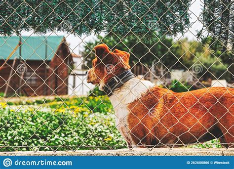 Closeup Shot Of Dog Behind The Fence Stock Photo Image Of Cute Doggy
