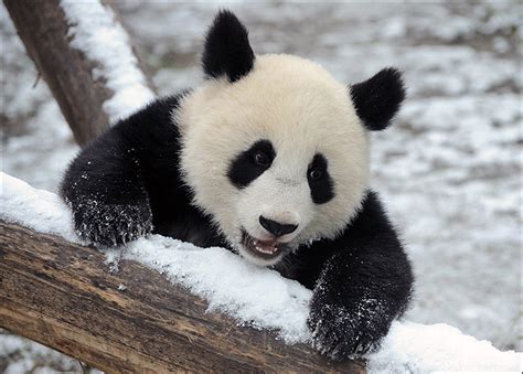 Funny Image Cute Baby Panda Pictures