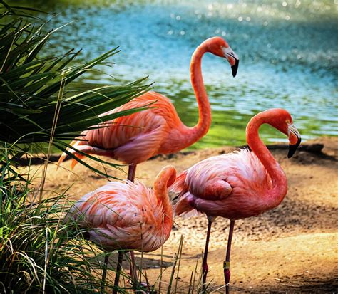Pink Flamingos Of Sylvan Heights Photograph By Kathy Dowling Pixels