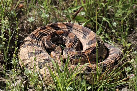 Timber Rattlesnake Coiled In Grass Free Stock Photo Public Domain