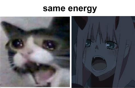 Zero Two Looked Like This Cat In That Scene There Are Plenty More Just