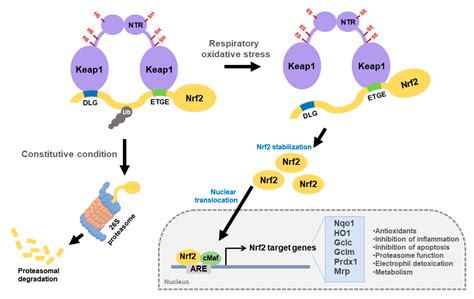 Ijms Free Full Text An Update On The Role Of Nrf2 In Respiratory