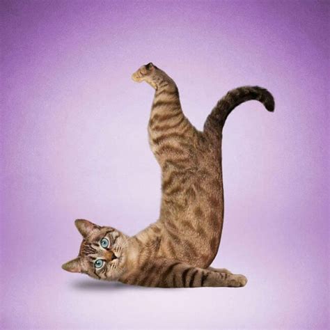 These Cats And Dogs Doing Yoga Will Bring You Inner Peace Animal Yoga