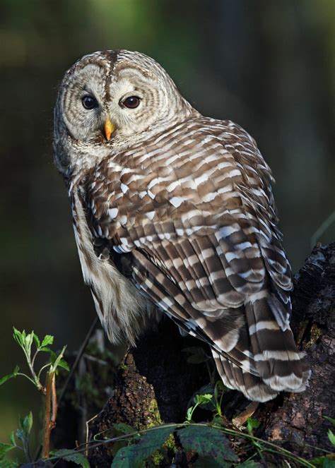 Barred Owl Mike Baker Flickr