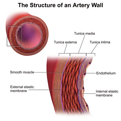 A level biology (new) | arteries & arterioles in this a level biology revision lesson we cover the structure and function of arteries and arterioles, which is typically covered when learning the structure and function. Artery - Wikipedia