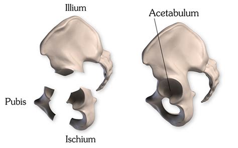 Anatomy of the Pelvis | Proko